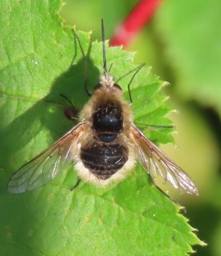 Bombylius sp.